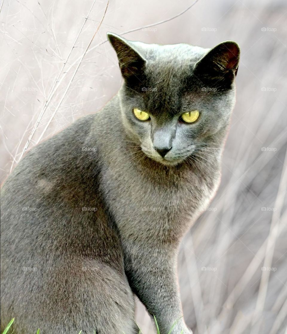 grey cat with yellow eyes