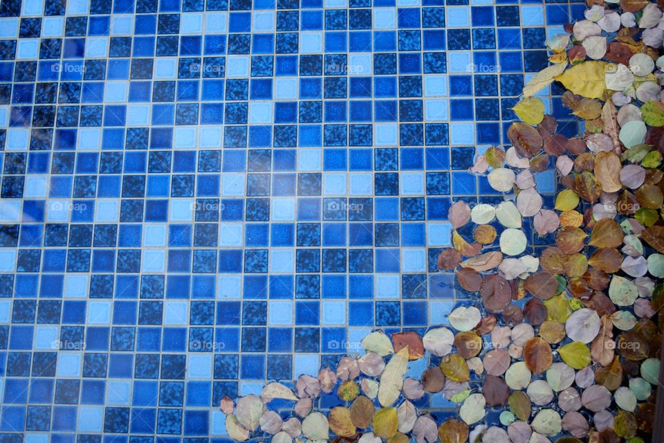 Fallen leaves on swimming pool