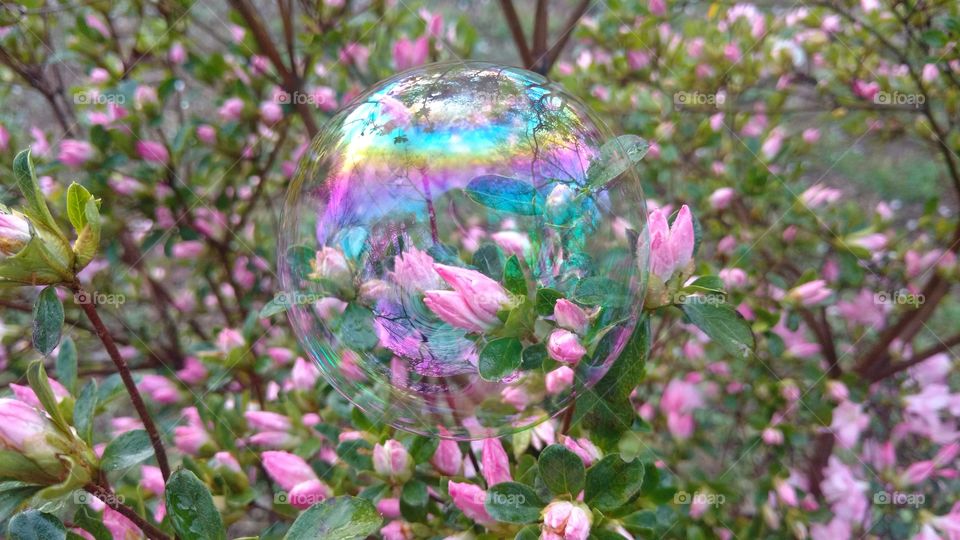 Reflection of pink flowers in bubble