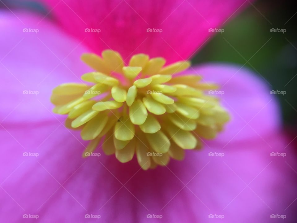 Macro shots of begonia flower