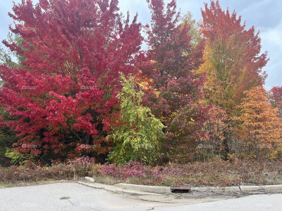 Fall Foliage