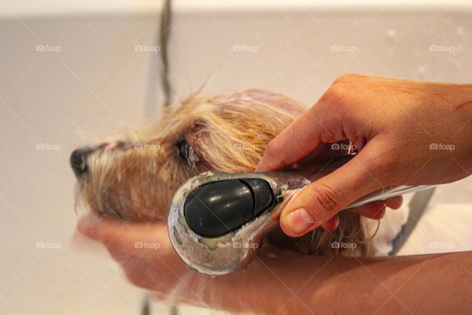 Aluminum shower - bathing the dog