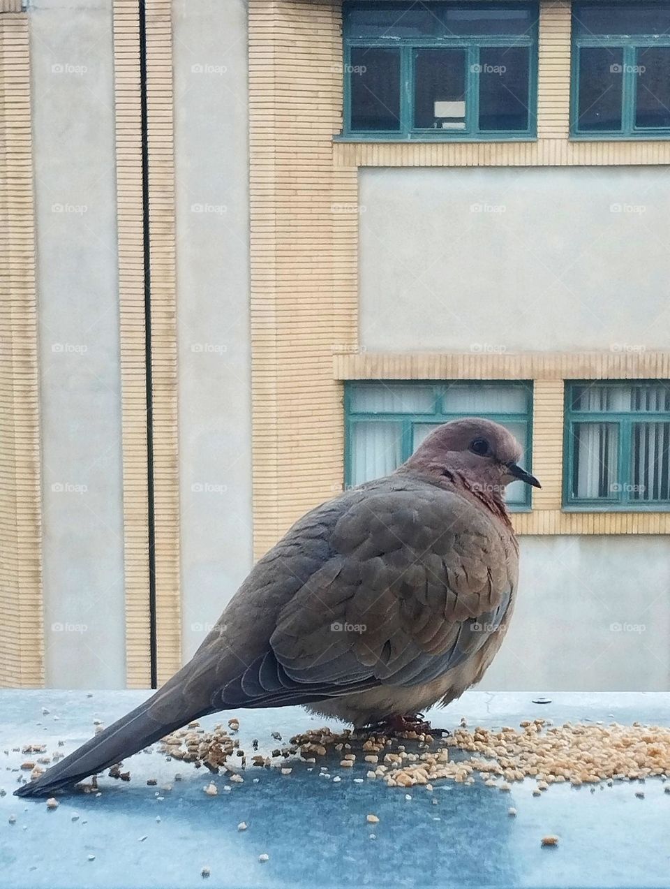 I love taking care of others. One of my routine tasks is feeding these tongue-tied birds.When I come to the balcony, collared dove know they can eat their food right away. They usually nest in the window sill and stay with us until the chicks grow up