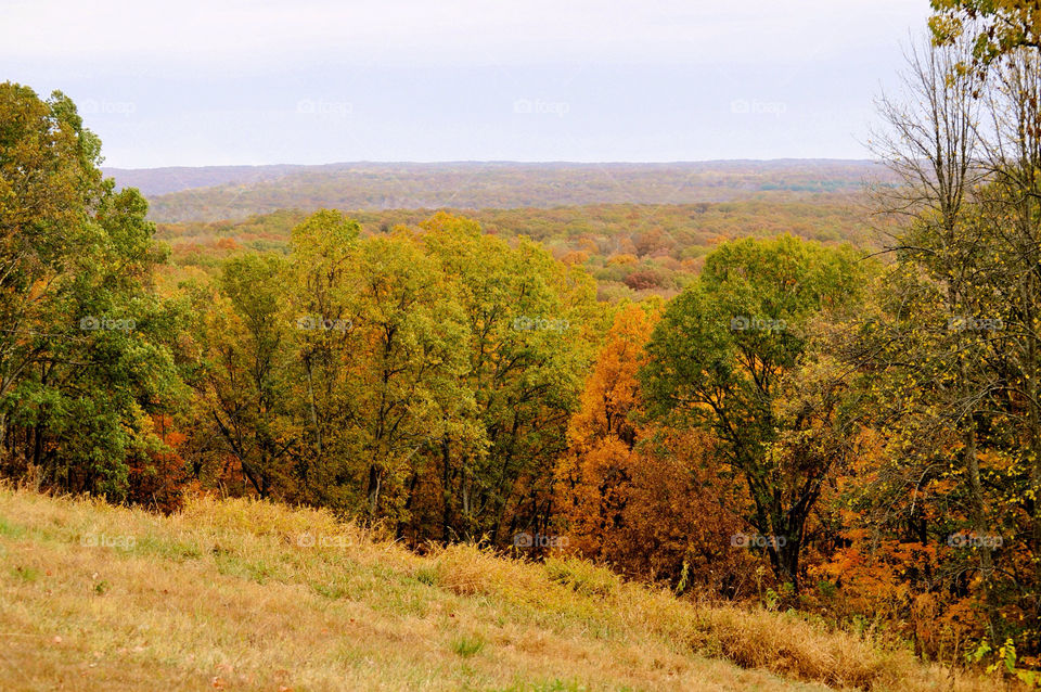 nature outdoors colors tree by refocusphoto