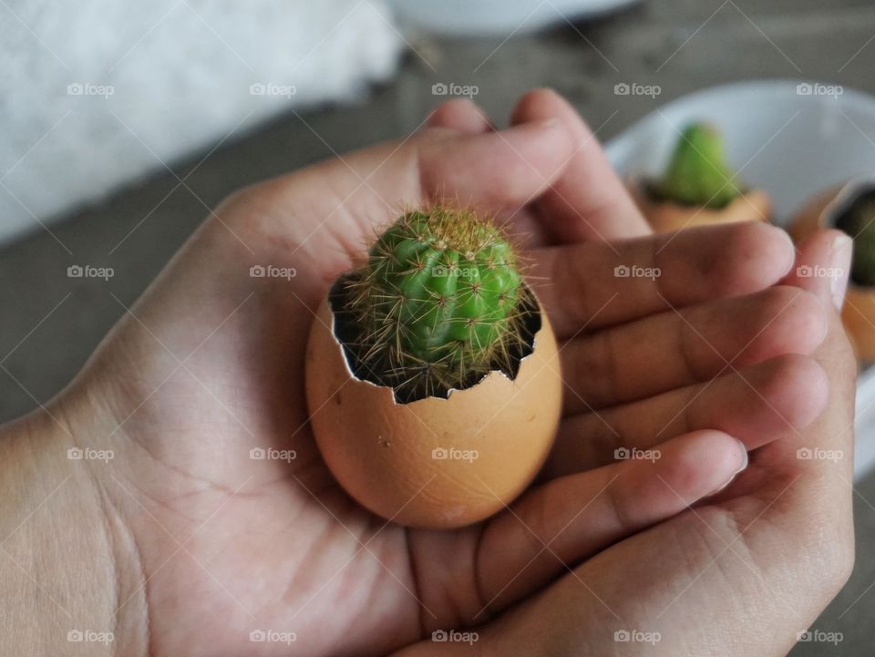 Hands holding small cactus inside the eggshell.