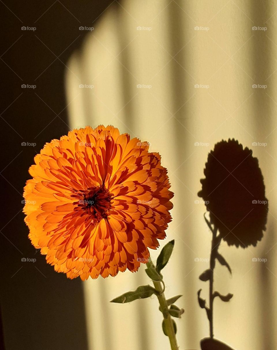 la flor y su sombra