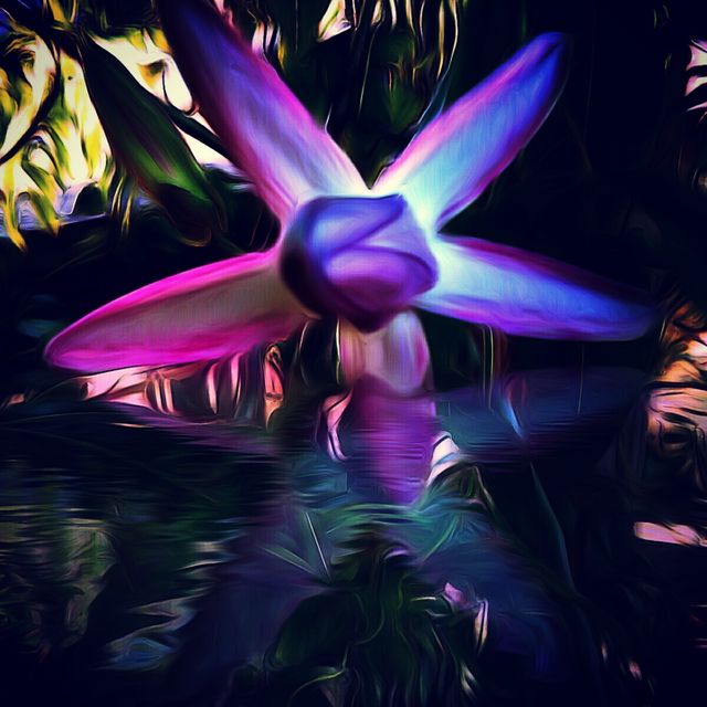 Passion Flower Blooming