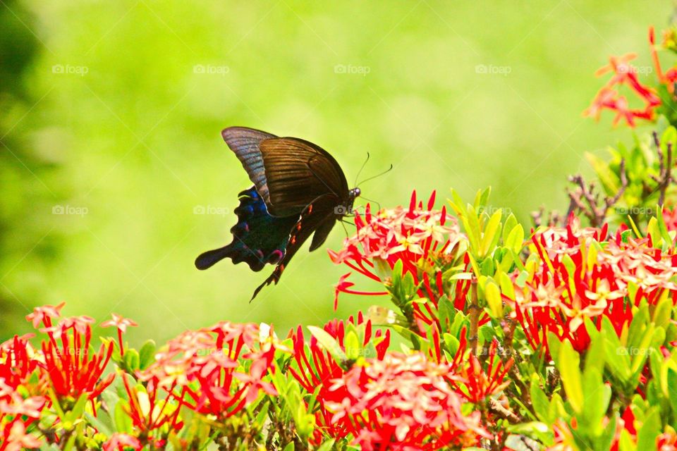 Beautiful and cute butterfly