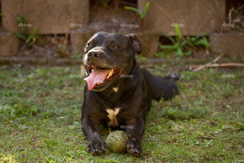 Staffy with ball