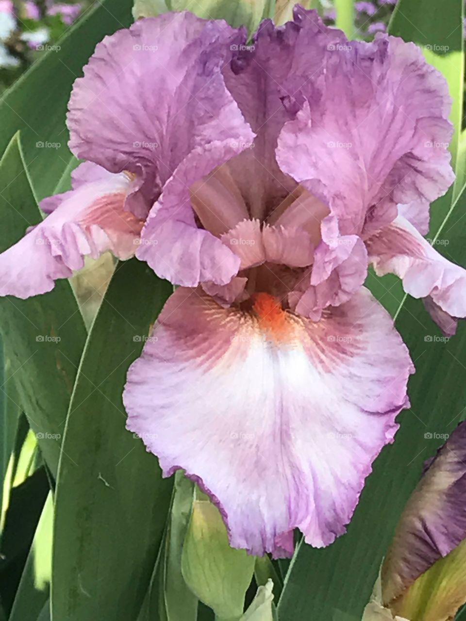 Mauve Iris Flowers in Garden with Green Leaves 