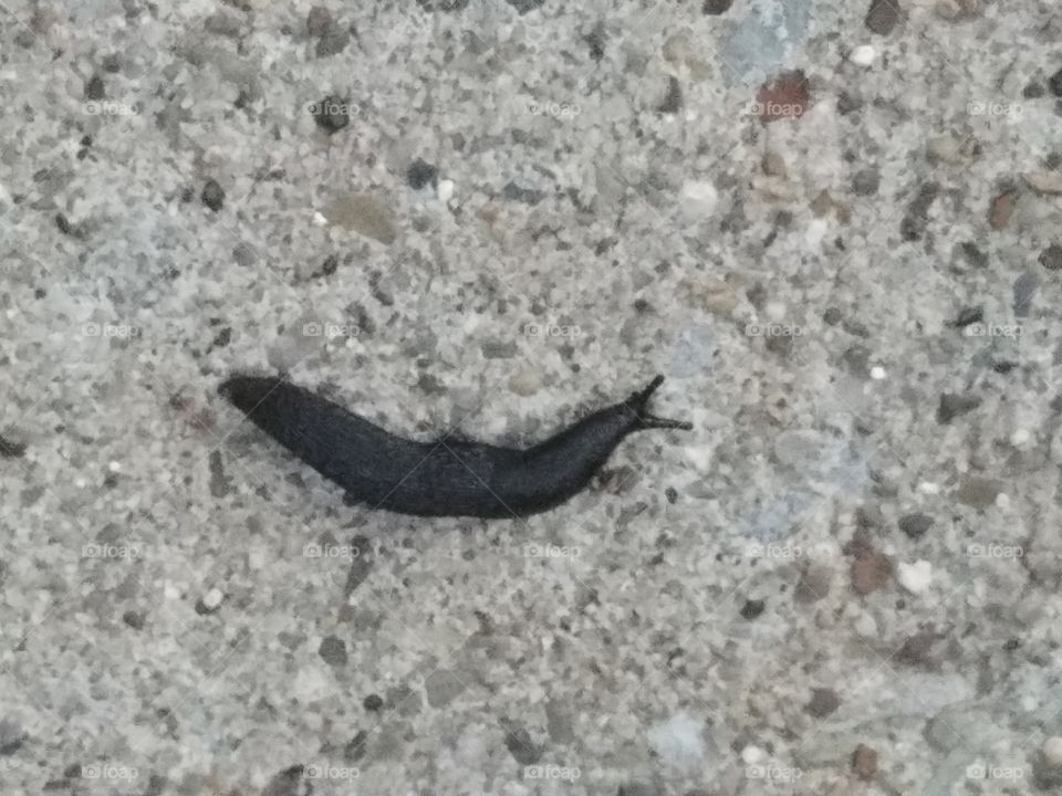 black slug