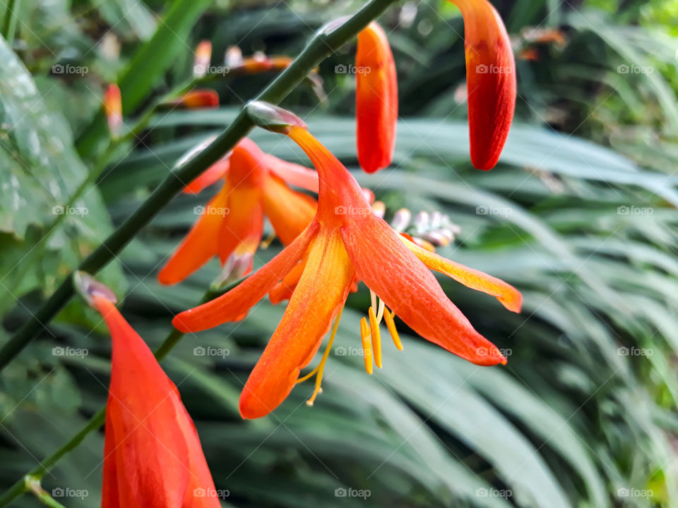 Beautiful bright shades of orange coloured crocosmia flower in bloom. A selective focus shot of crocosmia flower.