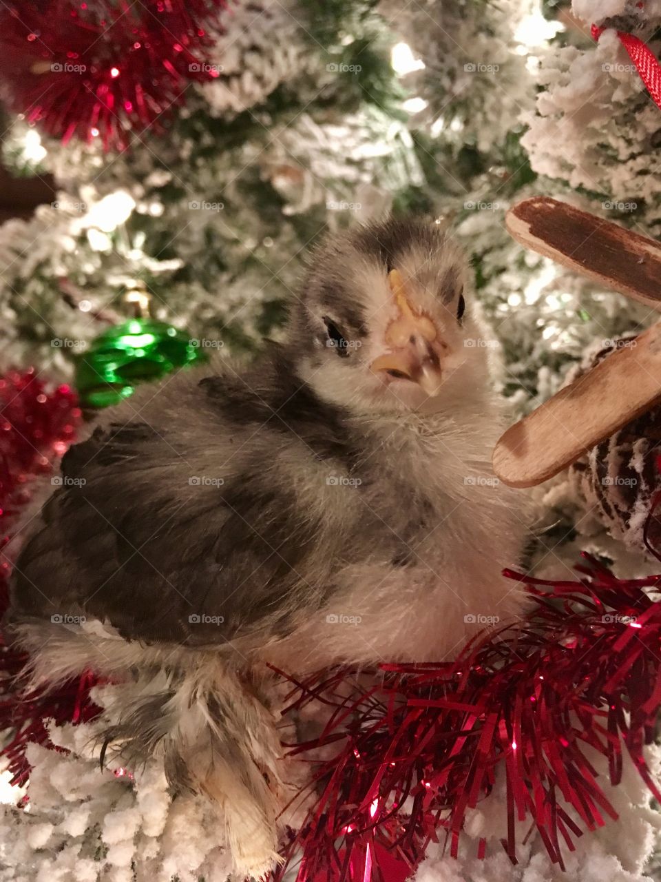 Baby Cochin Bantam Chick