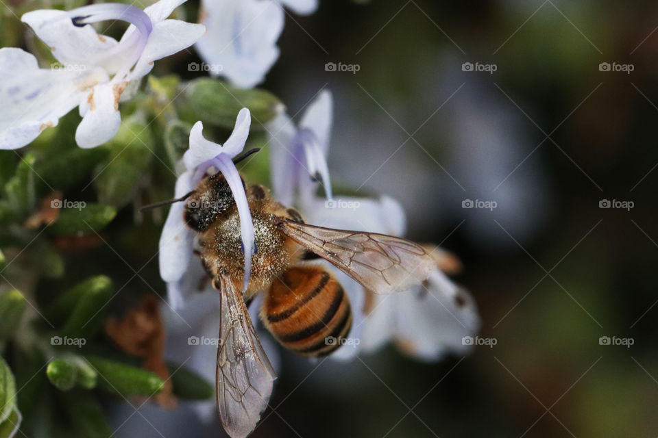 Bee on a flower