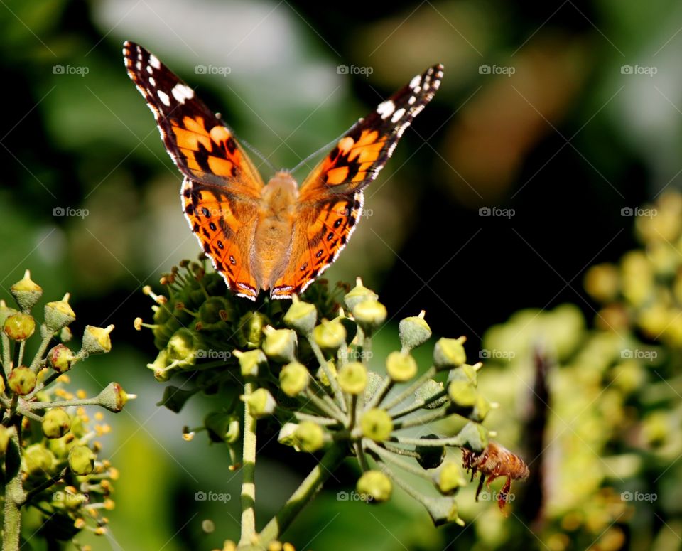 Beautiful Painted Lady Butterfly 