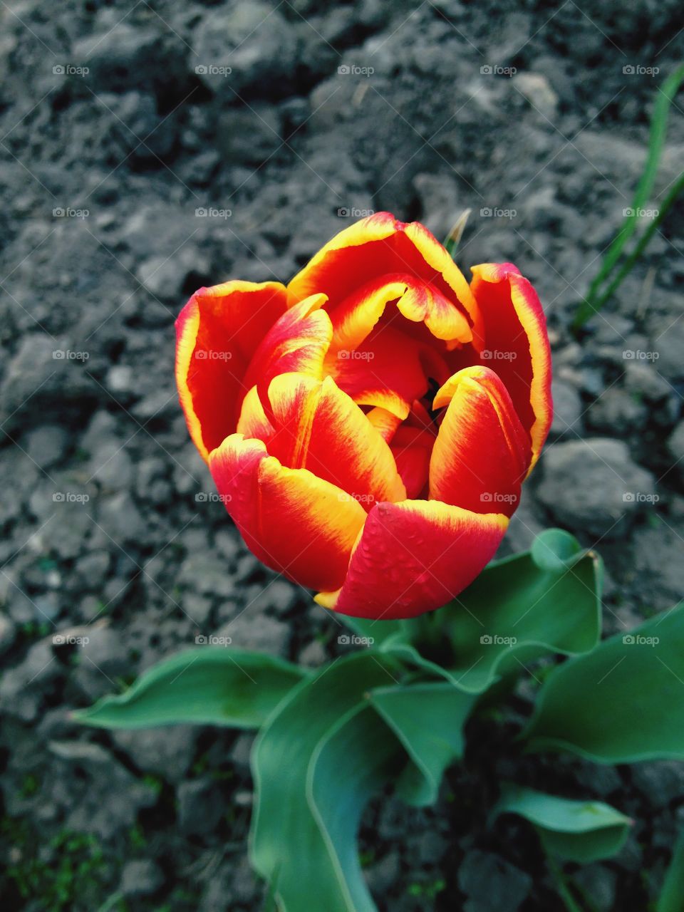 orange yellow tulip