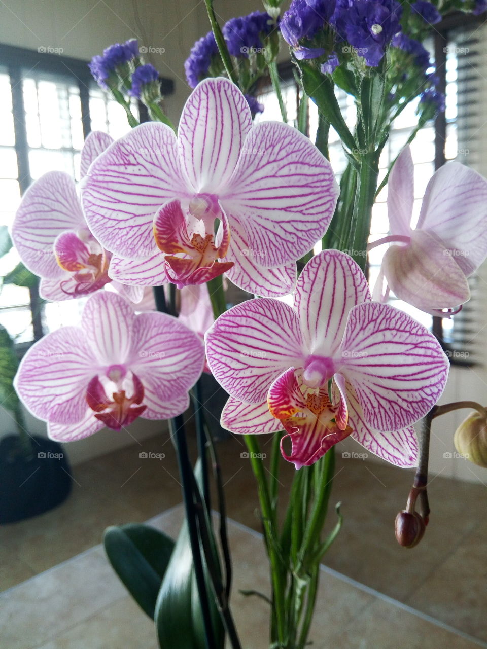 orchids in the house