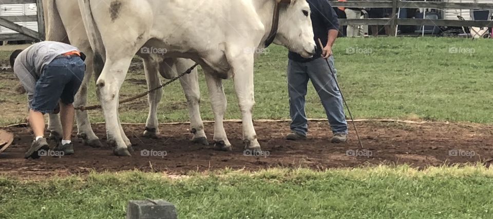 Ox pulling Competition