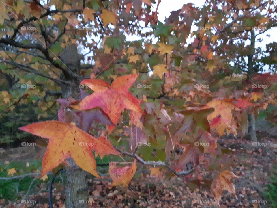 red leaves in autumn