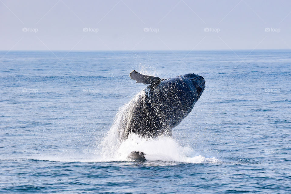 Whale breaching