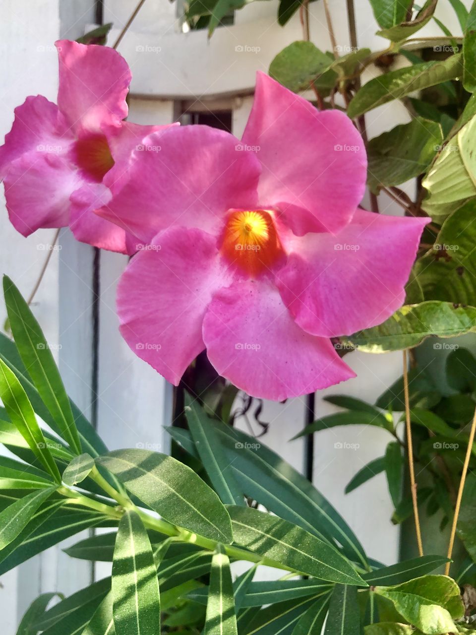Pink flower through white picket fence 
