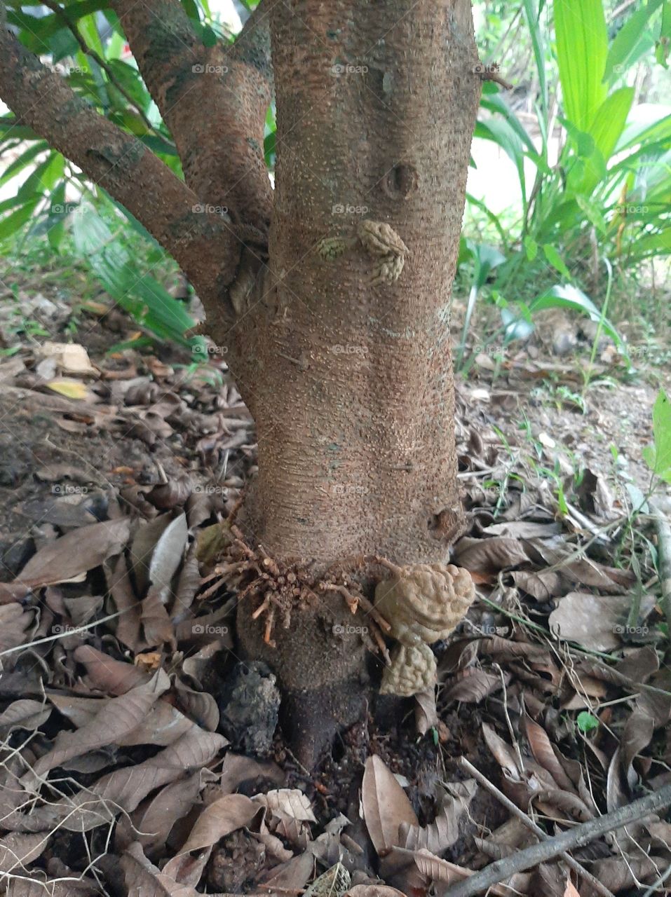 This is a one of beautiful fruit in my garden. Local Name:  Naminan/ Nan-Nan