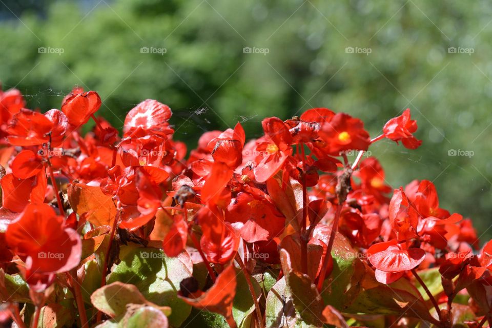 red flowers close up green background