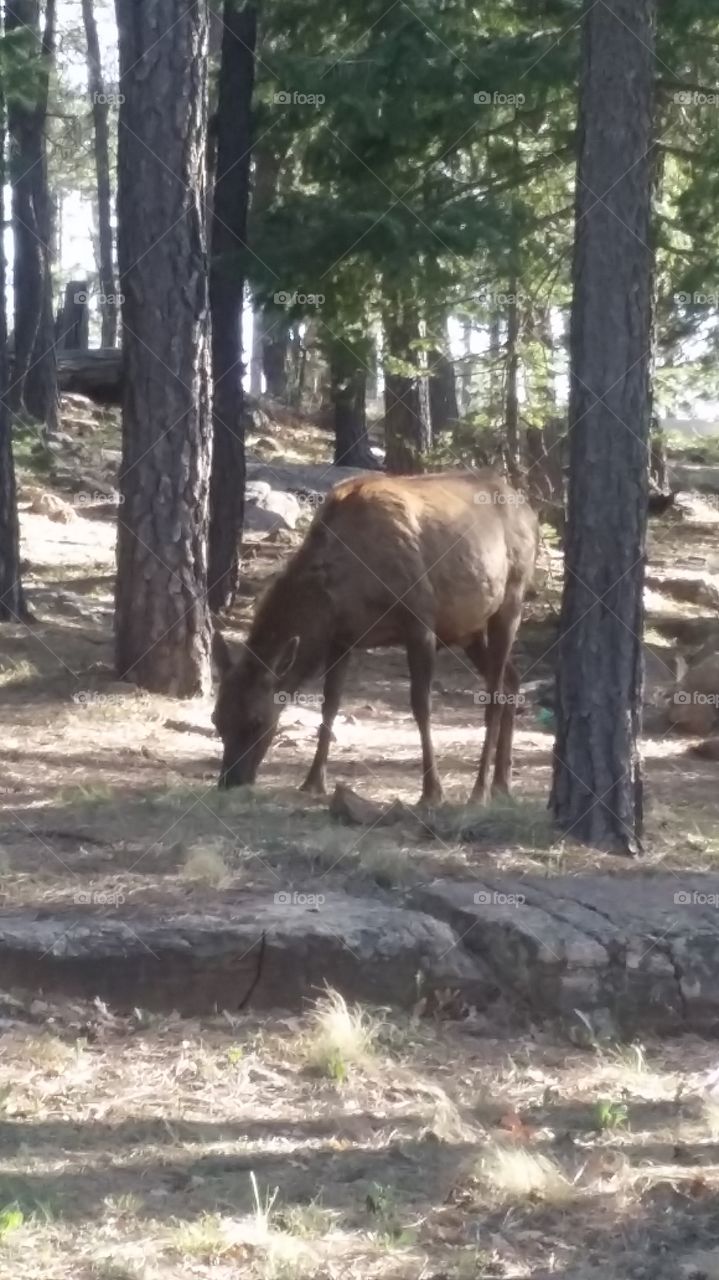 just grazing