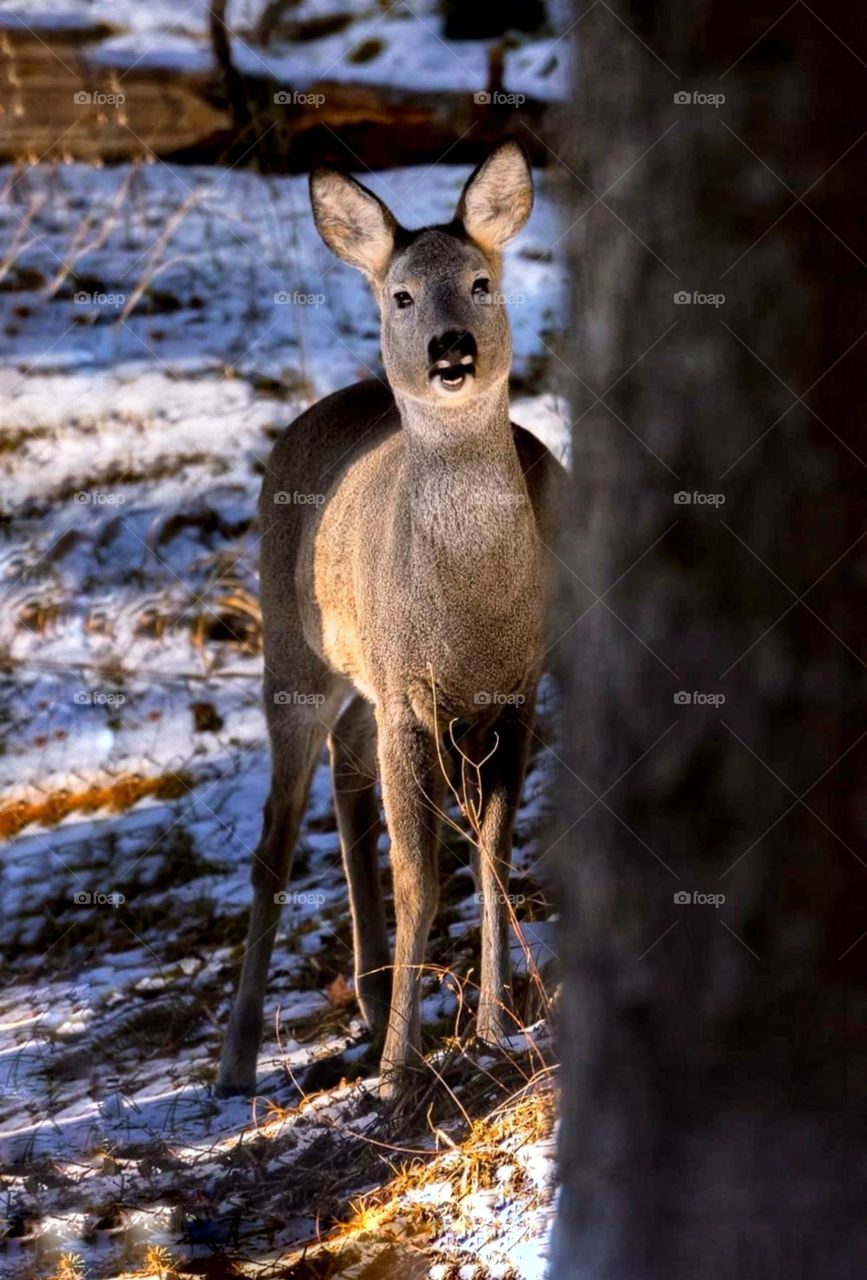 A little deer smile