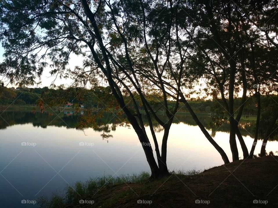 The beauty of the trees
