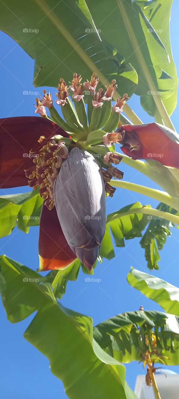 palmera en el cielo