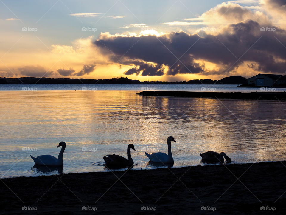 Swan swimming in lake during sunset