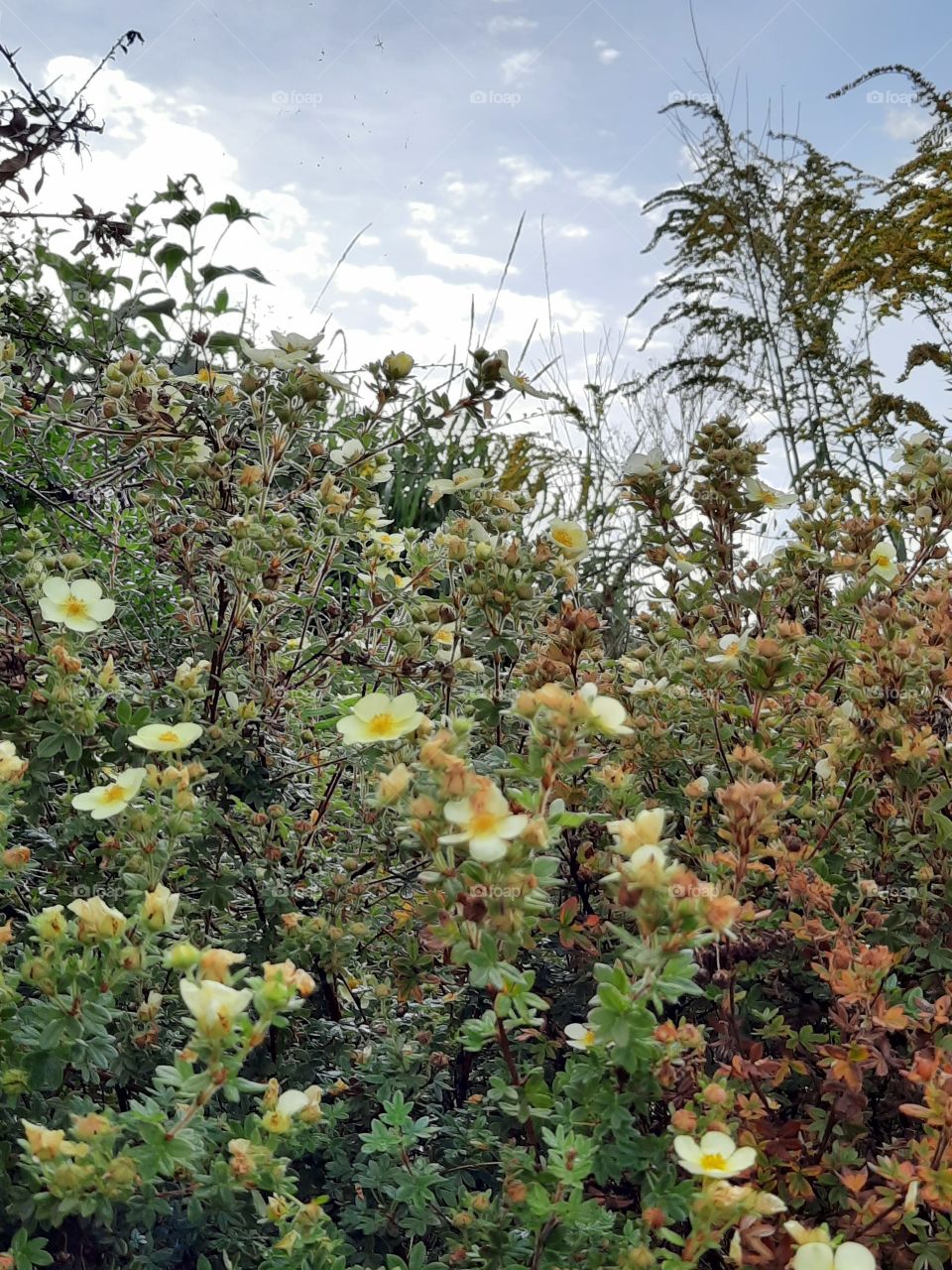 yellow cinquefoil on the slope of the hill