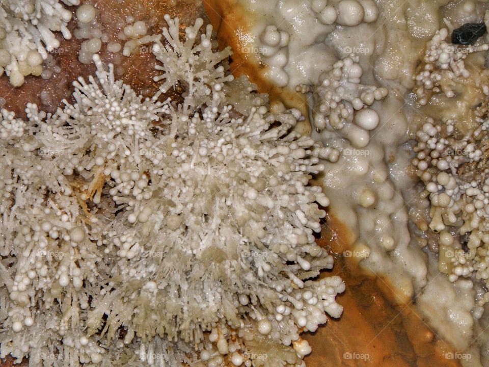 High angle view of coral