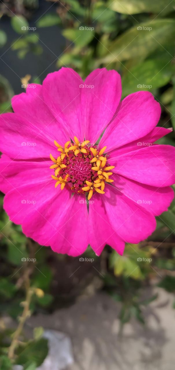 Aster flower