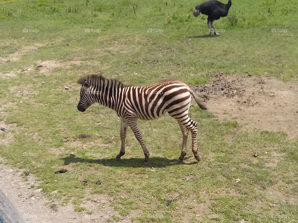Wagon Trails. Baby zebra