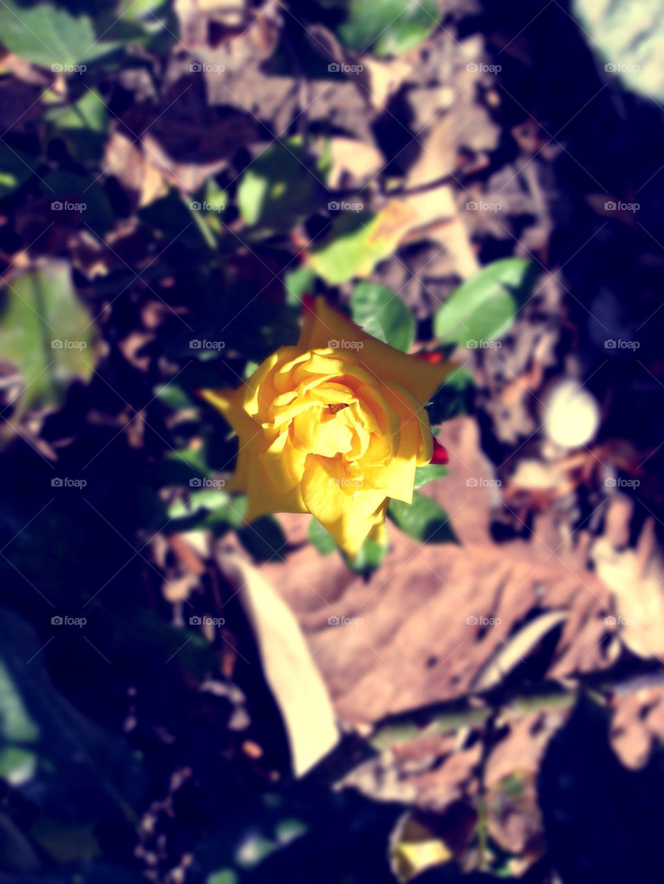 green ground yellow flower by Senlace