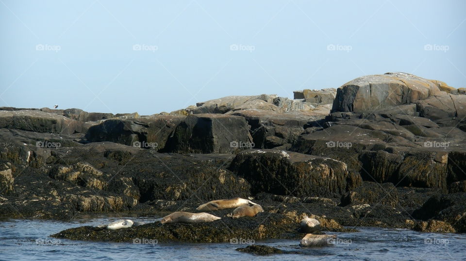 More seals