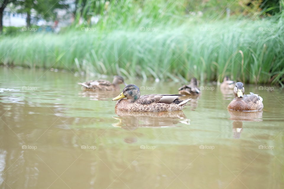 Mallard 