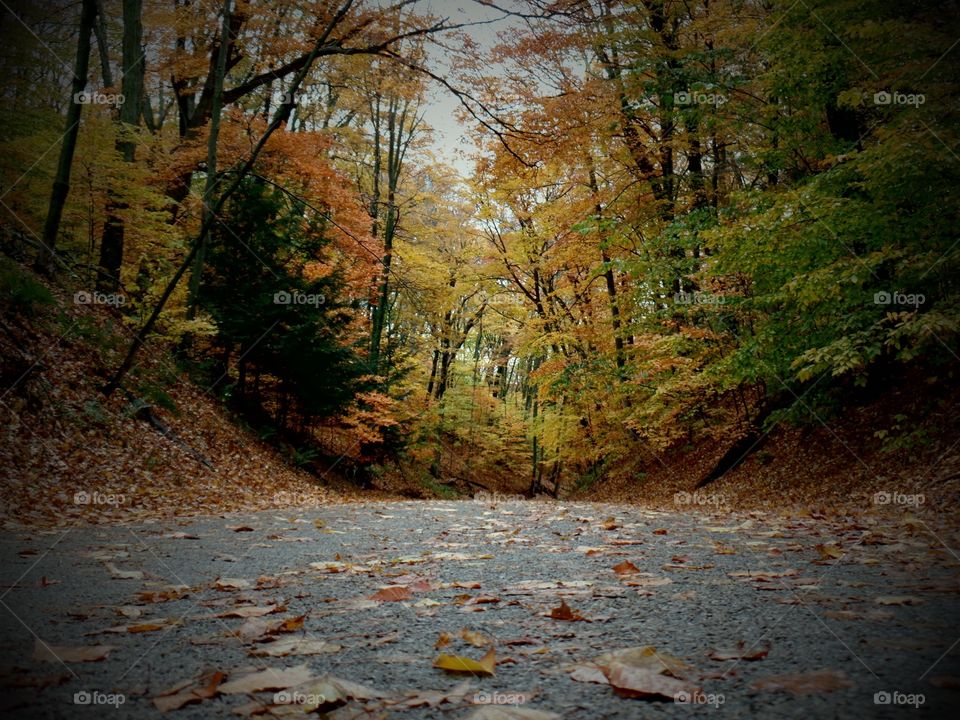 Northern Michigan 