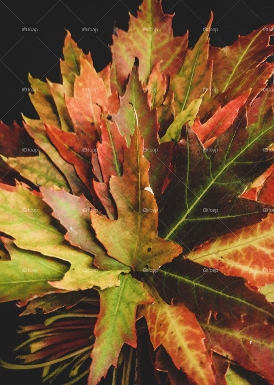 A vibrantly colored bouquet of Autumn leaves.
