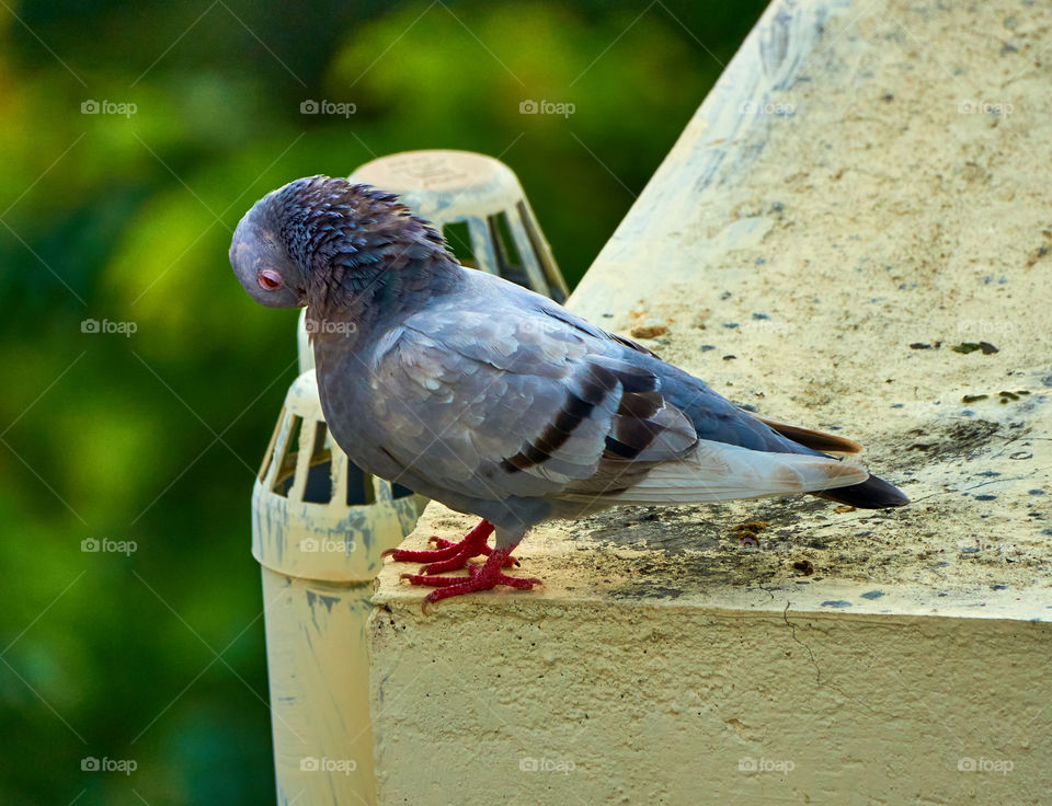 Bird photography  - Dove  - Perching