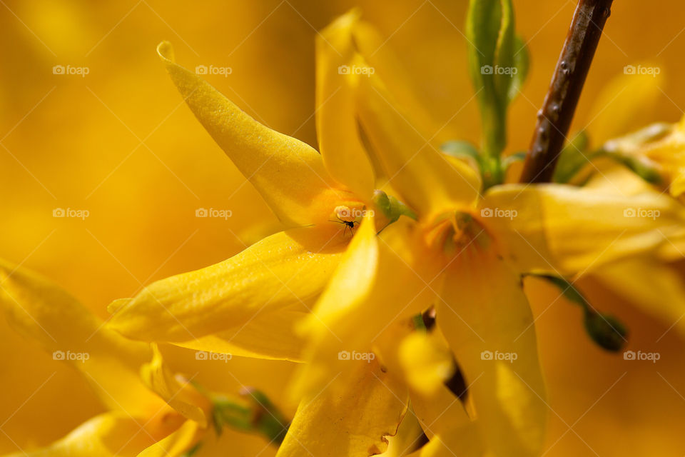 Yellow flower on Spring