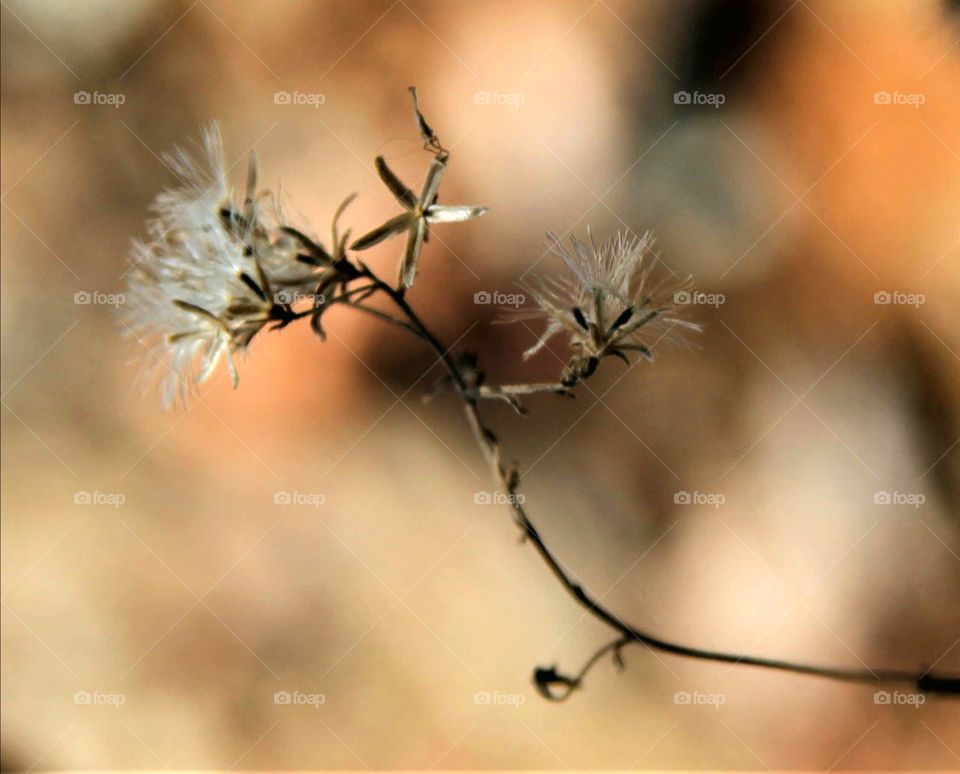 dried plant- seeds released.