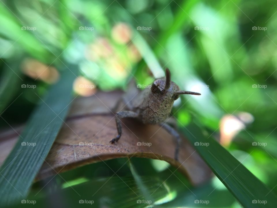 Macro grasshopper