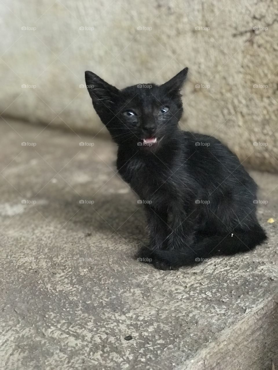 Baby black kitten meows 
