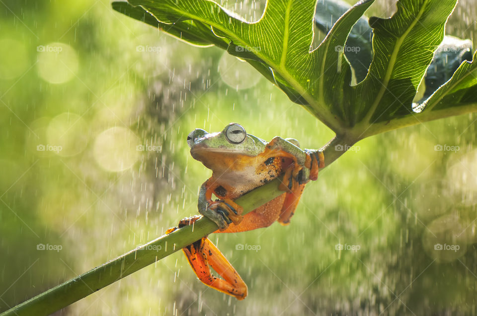 Rainy Day