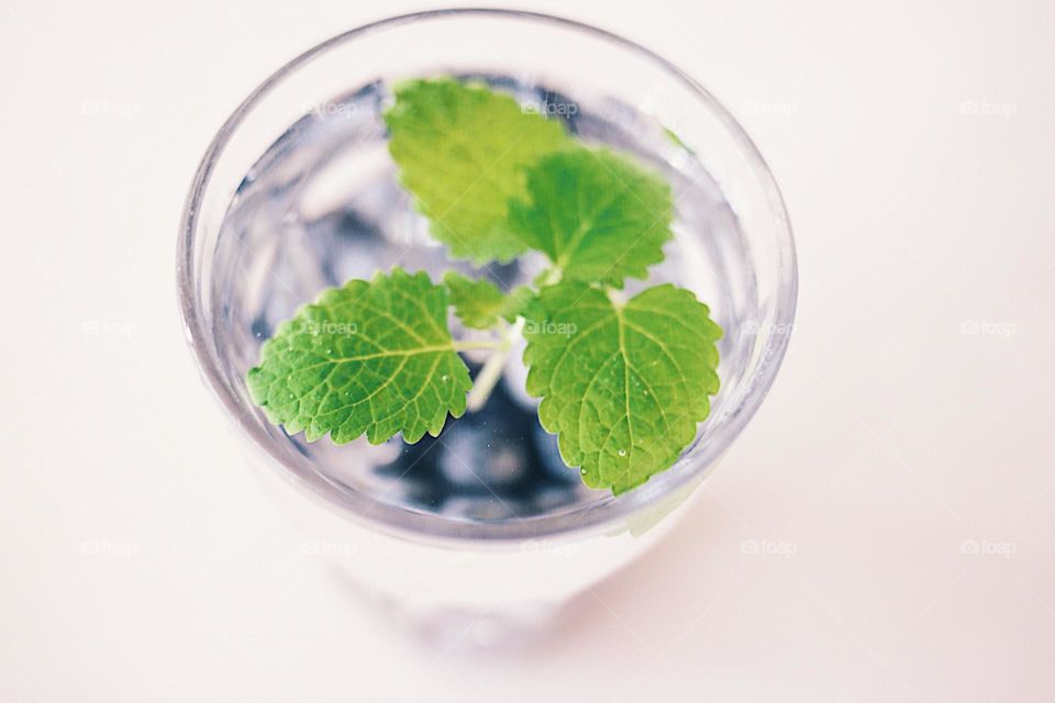 Glass of water and green leaves 