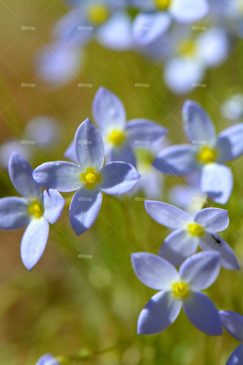 little blue flowers