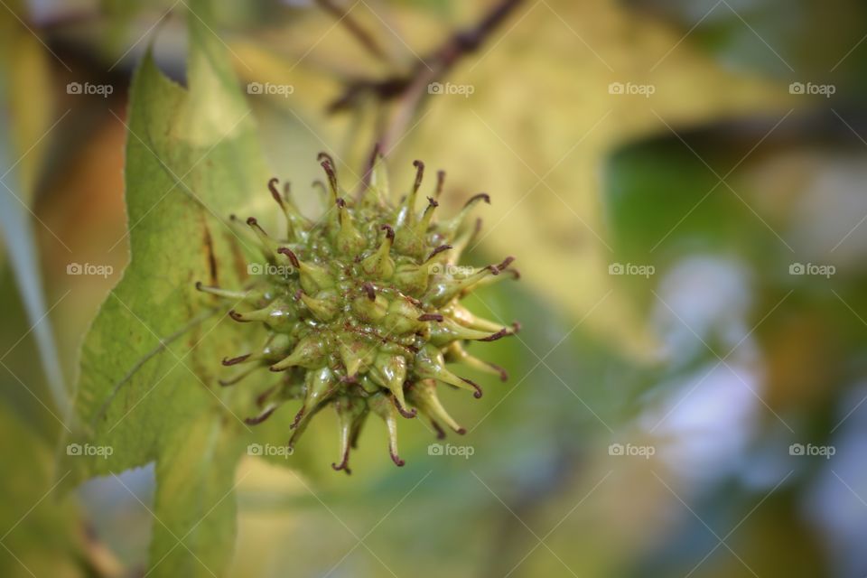 Sweetgum tree